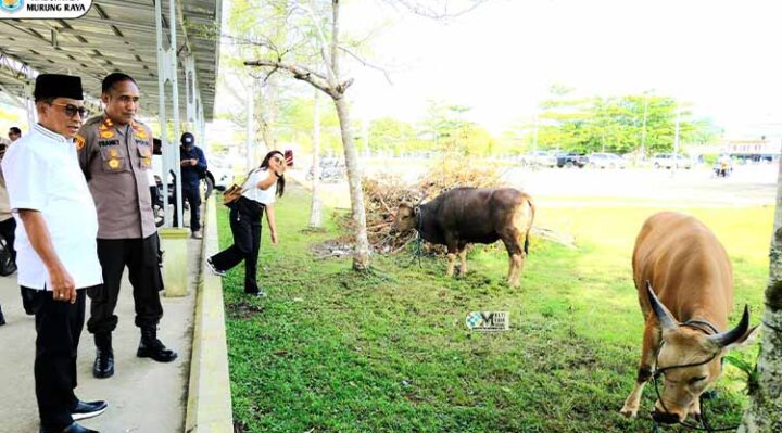 Menyambut Hari Raya Iduladha 1446 Hijriah, Pemerintah Kabupaten Murung Raya (Pemkab Mura) menyerahkan bantuan hewan kurban kepada masyarakat di halaman Masjid Agung Al Istiqlal Puruk Cahu, Rabu, 4 Juni 2025.