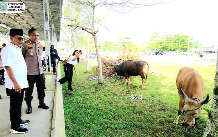Pemkab Murung Raya Salurkan 50 Hewan Kurban Sambut Iduladha 1446 H