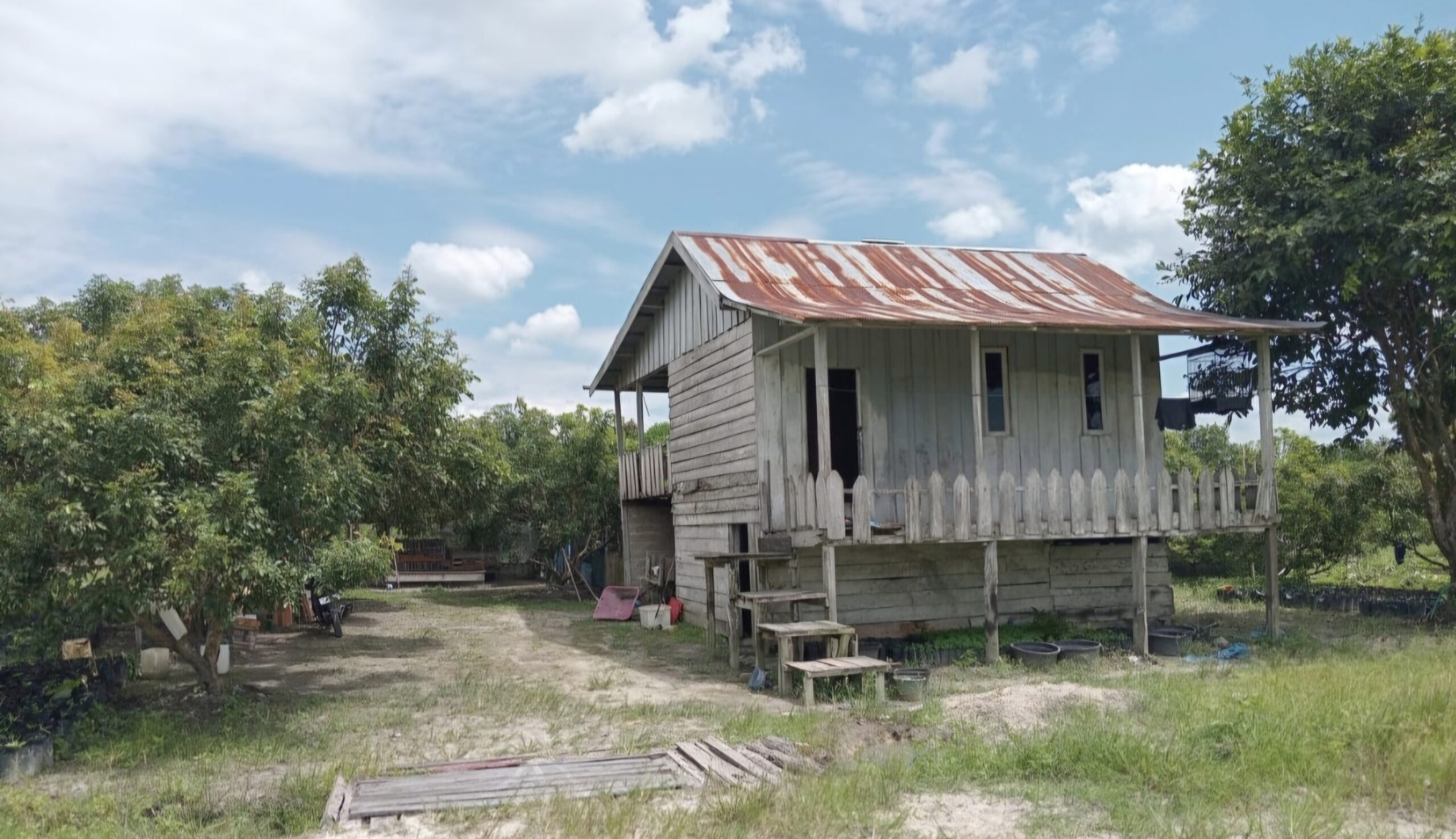Kebun Buah di Mentaya Hulu Jadi Sasaran Orangutan